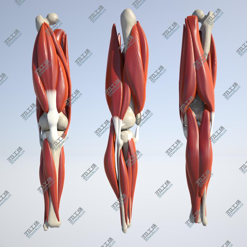images/goods_img/20210115/Whooping Crane 3D model/3.jpg